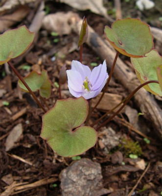 Plagiorhegma mandshurica.jpg