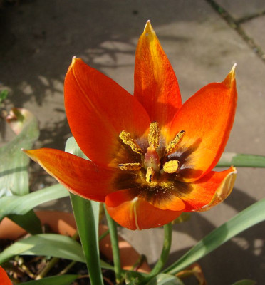 Tulipa whittalii2.jpg