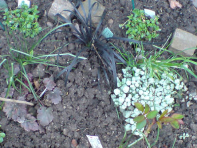 morbide_rosenbegleiter1.JPG