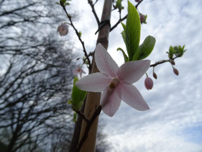 Melliodendron xylocarpum April 2018.JPG