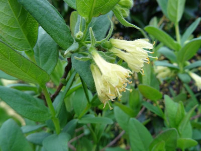 Lonicera caerulea var. emphyllocalyx April 2018.JPG