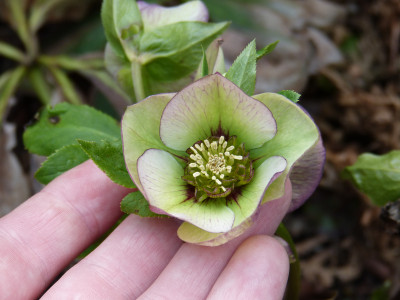 2018-04-10 Helleborus x hybridus 1.jpg