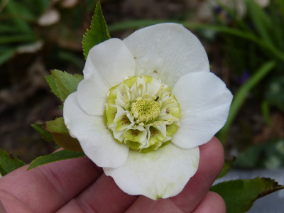 2018-04-10 Helleborus x hybridus 2.jpg