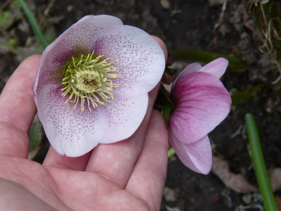 2018-04-10 Helleborus x hybridus 3.jpg
