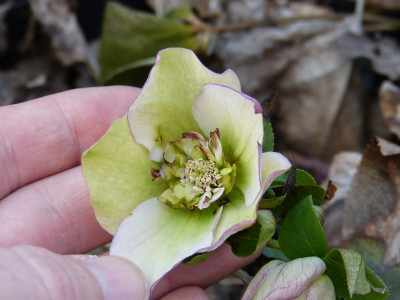 2018-04-10 Helleborus x hybridus 4.jpg