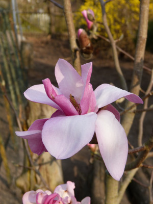 2018-04-10 Magnolia 'Westonbirt'.jpg