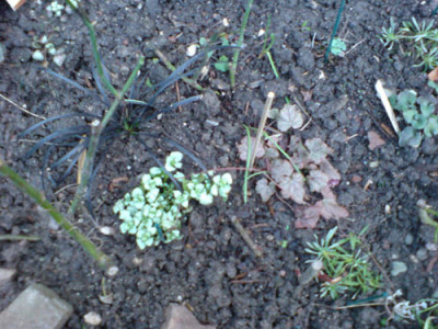 morbide_rosenbegleiter3.JPG