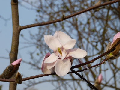 2018-04-10 Magnolia sprengeri var. sprengeri.jpg
