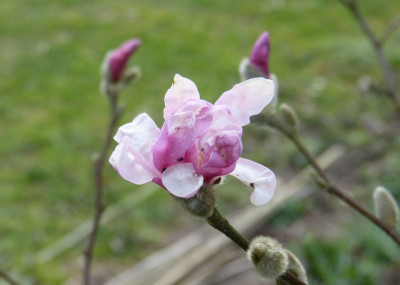 2018-04-10 Magnolia 'Leonard Messel'.jpg