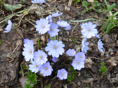 2018-04-10 Hepatica nobilis 'Multipetala'.jpg