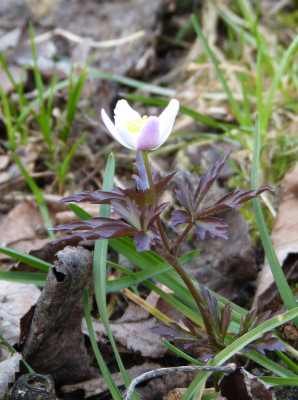 2018-04-10 Anemone nemorosa 'Deisterglut'.jpg