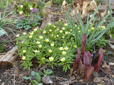 2018-04-10 Anemone x lipsiensis 'Schwefelfeuer' 2.jpg