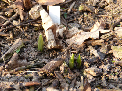 2018-04-10 Cypripedium 'Hank Small'.jpg