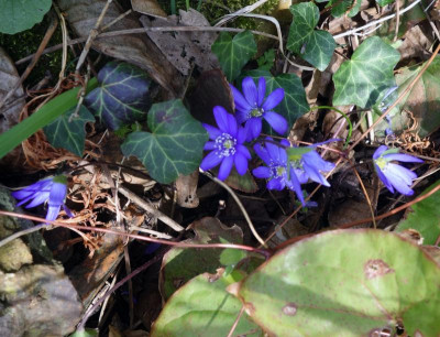DSC04383 hepatica.jpg