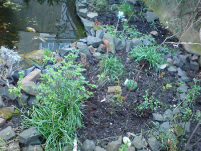 morbide_rosenbegleiter_am_teich.JPG