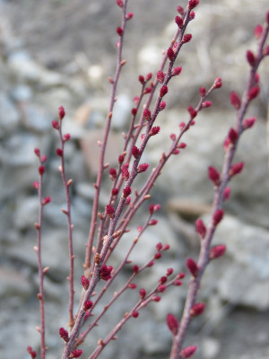 2018-04-10 Myrica gale.jpg