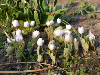 2018-04-10 Sanguinaria canadensis 'Multiplex'.jpg