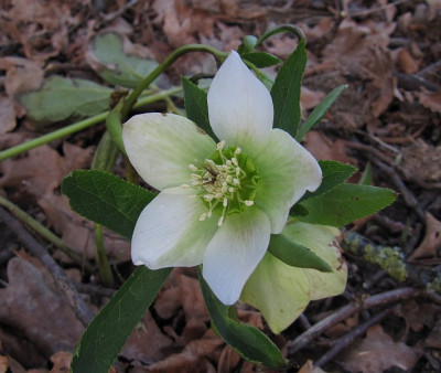 IMG_2290_Helleborus_kasi_10April2018_.jpg