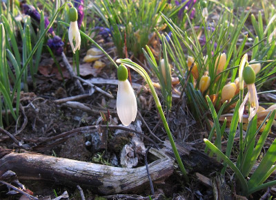 IMG_2259_letztes_Schneegloeckchen_10April2018_.jpg