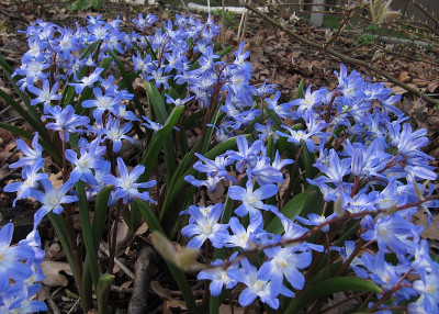 IMG_2285_Schneeglanz_Blue_Giant_10April2018_.jpg