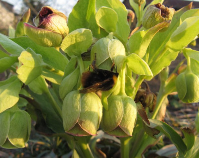 IMG_2274_Bombus_pratorum_10April2018_.jpg