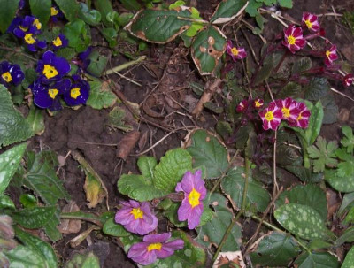 100_7339 Dreierlei Primel.jpg