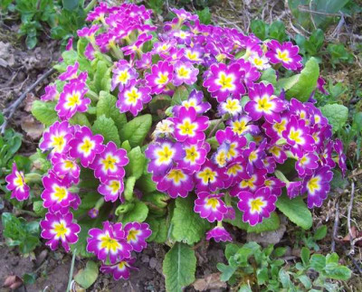 100_7341 Primel pink.jpg