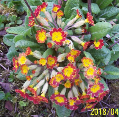 100_7344 Primel rot-gelb kleinblütig.jpg