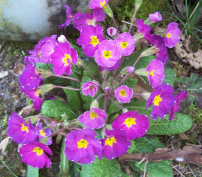 100_7347 Primel violett.jpg