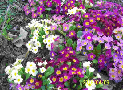 100_7354 bei den Stachelbeeren.jpg