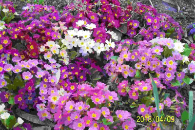100_7355 bei den Stachelbeeren.jpg