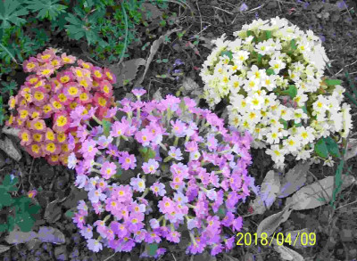100_7356 unterm Pfirsich.jpg
