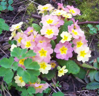100_7364 Wandelprimel.jpg
