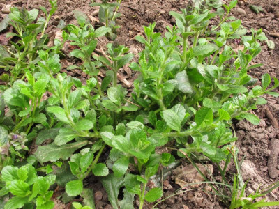ajuga reptans.JPG