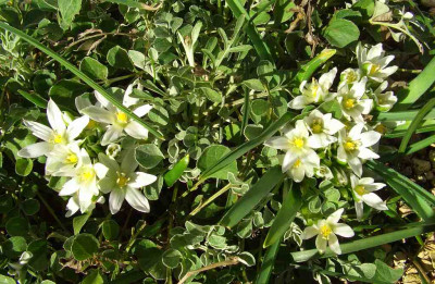 Ornithogalum_fimbriatum_07_spat.jpg