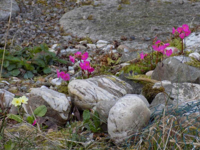 Rosenprimel_k.jpg