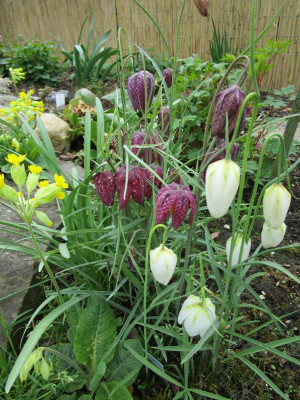 Fritillaria meleagris_k.jpg