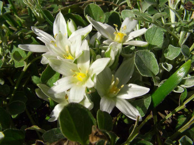 Ornithogalum_fimbriatum_07_nah.jpg