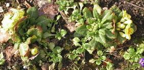 Primeln_11.03.2007.jpg