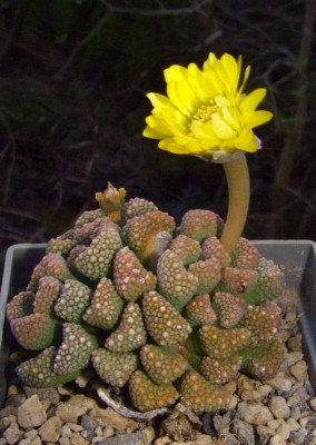 Titanopsis_schwantesii.jpg