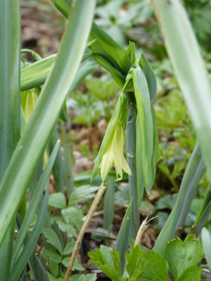 2018-04-11 Uvularia grandiflora var. pallida.jpg