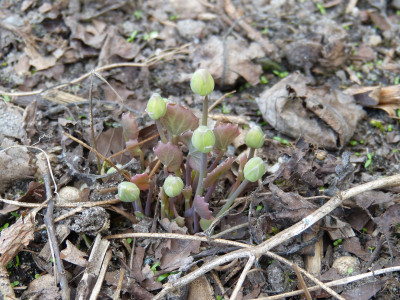 2018-04-11 Jeffersonia dubia 'Alba'.jpg