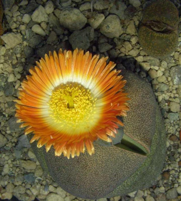 Pleiospilus_nelii.jpg