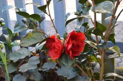 Camellia-BobHope.18-1.jpg