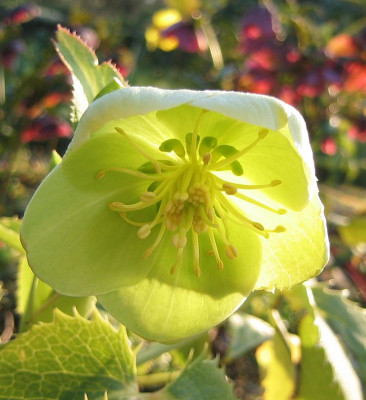 Helleborus_argutifolius.jpg