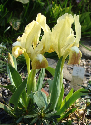 Iris attica-6.jpg
