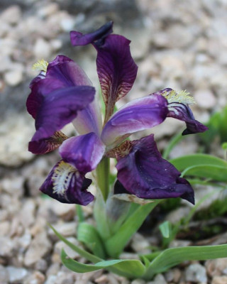 Iris-garganica3.jpg