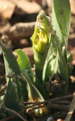 narcissus_angefressen_4666.jpg