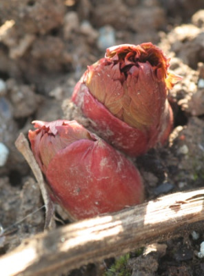 paeonia_peregrina_4659.jpg
