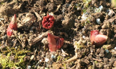 paeonia_x_smouthii_austrieb_4658.jpg